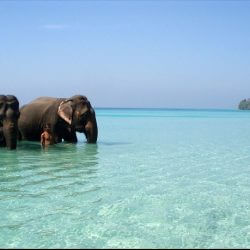 Antilog Vacations Andaman and Nicobar Island Review