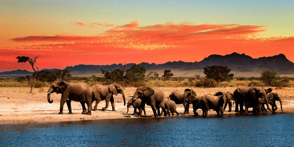 Packages to Choose from for African Safari