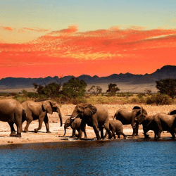 Packages to Choose from for African Safari
