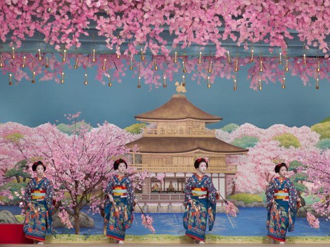 Travelers visit Japan for cherry blossom tour